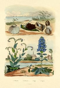 Coquillages